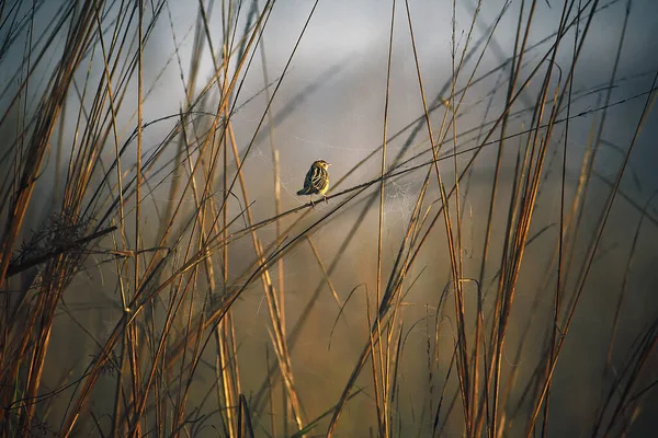 Uno Scatto Selettivo Uccellino Appollaiato Sulla Foglia — Foto Stock