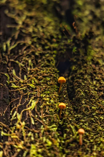 Eine Wunderschöne Vertikale Selektive Fokusaufnahme Von Winzigen Pilzen Die Einem — Stockfoto