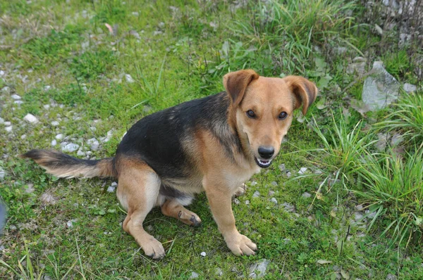 Şirin Kahverengi Bir Sokak Köpeği Çimlerin Üzerinde Oturmuş Kameraya Bakıyor — Stok fotoğraf