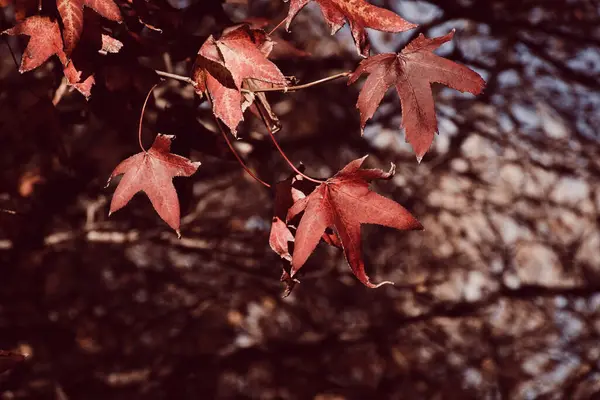 Enfoque Selectivo Las Hojas Rojas Otoño Árbol —  Fotos de Stock