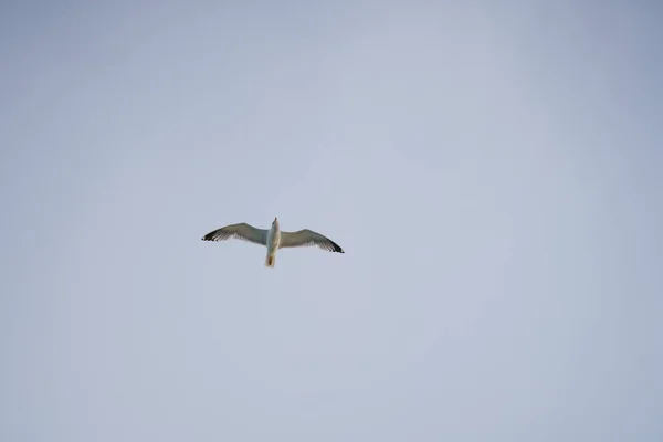 Seagull Flying Sky — стоковое фото