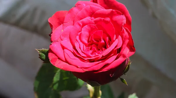 Ένα Κοντινό Πλάνο Ενός Ανθισμένου Κόκκινου Τριαντάφυλλου — Φωτογραφία Αρχείου