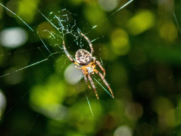 Closeup Shot Orb Weaver Spider Weaving Cobweb — Photo