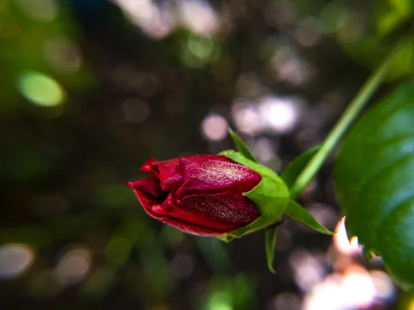 Selektiv Fokusbild Blommande Röd Ros Grönskan — Stockfoto
