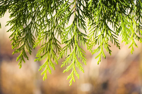 Primo Piano Aghi Albero Verde Carta Parati Sfondo — Foto Stock