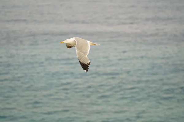 Eine Möwe Fliegt Über Das Meer — Stockfoto