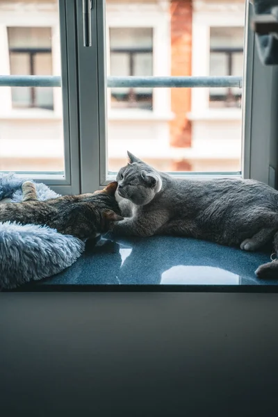 Tiro Vertical Dois Gatos Fofos Brincando Uns Com Outros Peitoril — Fotografia de Stock