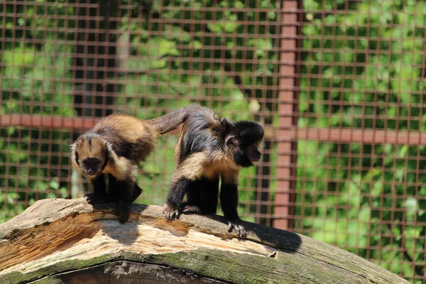 Deux Drôles Singes Capucins Noirs Reposant Sur Tronc Arbre Dans — Photo