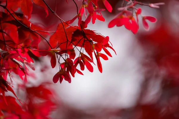 Селективный Фокус Дереве Красными Листьями Клена — стоковое фото