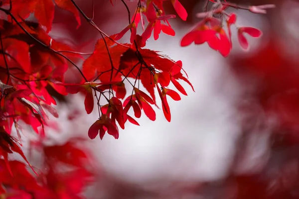 Enfoque Selectivo Árbol Con Hojas Arce Rojo — Foto de Stock