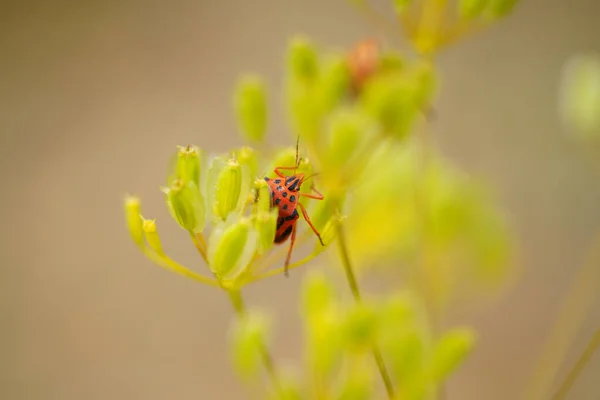 Een Lieveheersbeestje Een Gele Bloem — Stockfoto