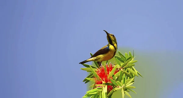 Tiro Seletivo Foco Pássaro Tropical Empoleirado Flor — Fotografia de Stock