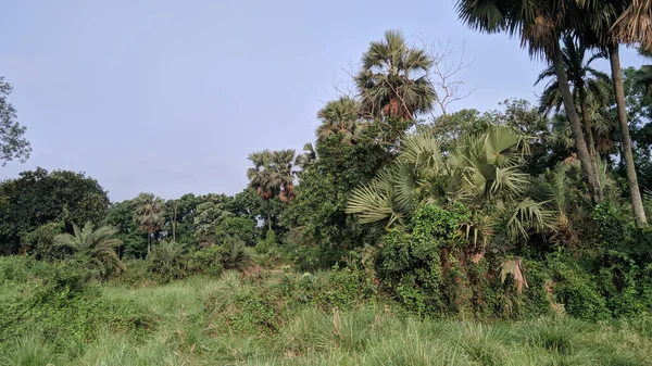 Árvores Verdes Densas Com Grama Verde Abaixo Céu Claro — Fotografia de Stock