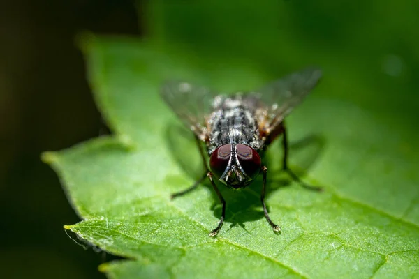 一只小苍蝇在绿叶上的特写镜头 — 图库照片