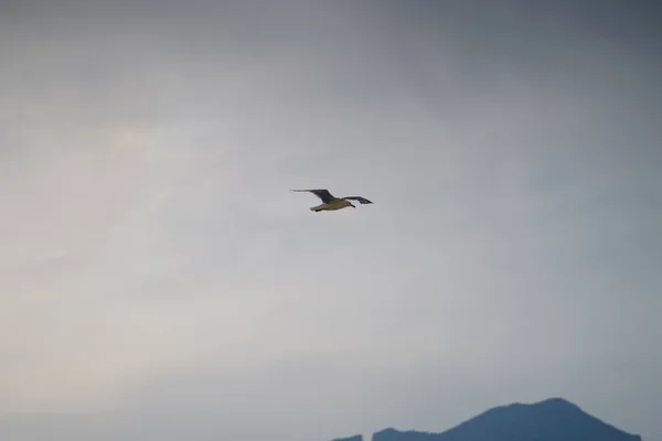 Een Meeuw Die Door Lucht Vliegt — Stockfoto