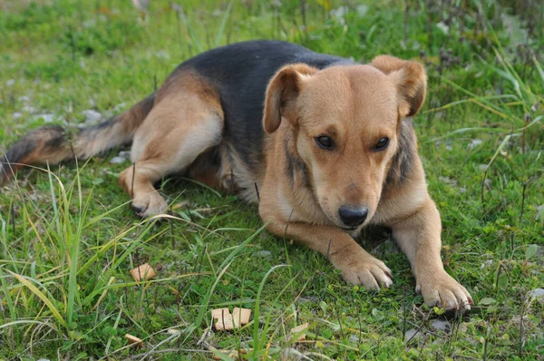 Lindo Perro Callejero Marrón Con Ojos Tristes Tendido Fuera Hierba —  Fotos de Stock