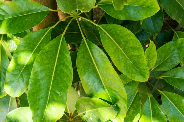 Closeup Shot Fresh Green Leaves Plant Captured Sunlight — kuvapankkivalokuva