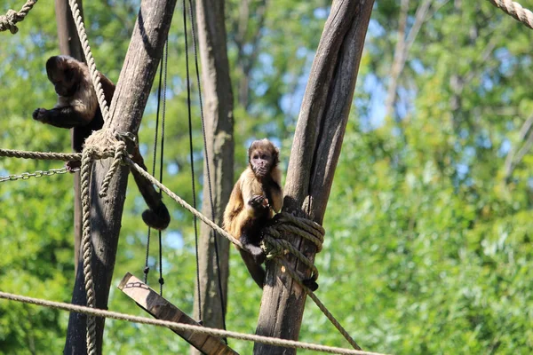 Detailní Záběr Legrační Černé Kapucínské Opice Odpočívající Stromě — Stock fotografie