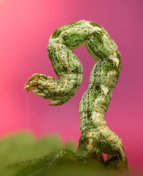 Closeup Shot Caterpillar Pink Background — Φωτογραφία Αρχείου