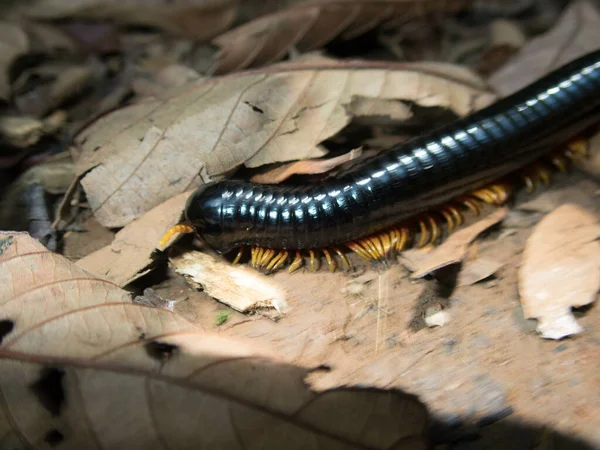 Een Close Shot Van Een Myriapoda — Stockfoto