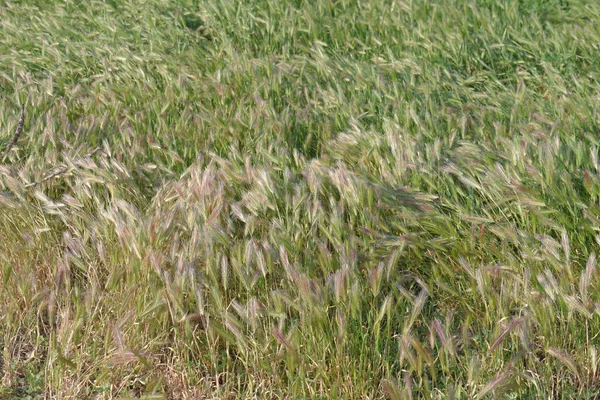 Крупный План Пшеничного Поля Днем — стоковое фото