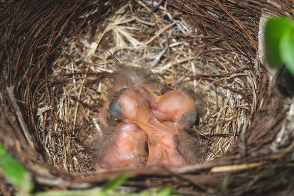 Eine Aufnahme Von Frisch Geschlüpften Küken Die Nest Schlafen — Stockfoto