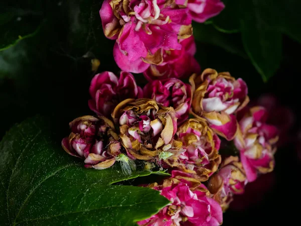 Zbliżenie Strzał Różowy Brunatny Średni Głóg Kwiaty — Zdjęcie stockowe