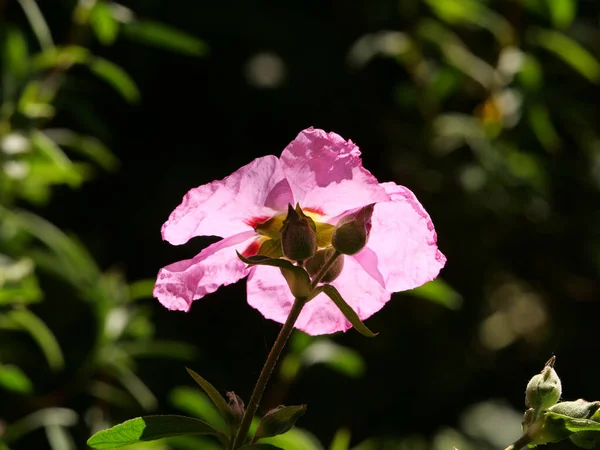 Een Close Shot Van Bloeiende Roze Rock Rose — Stockfoto
