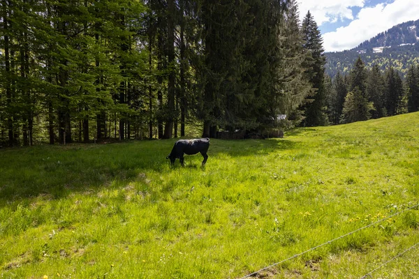 Black Cow Grazing Green Pasture — Φωτογραφία Αρχείου