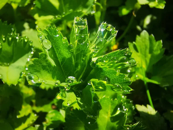 Eine Nahaufnahme Von Wassertropfen Auf Der Grünen Pflanze — Stockfoto