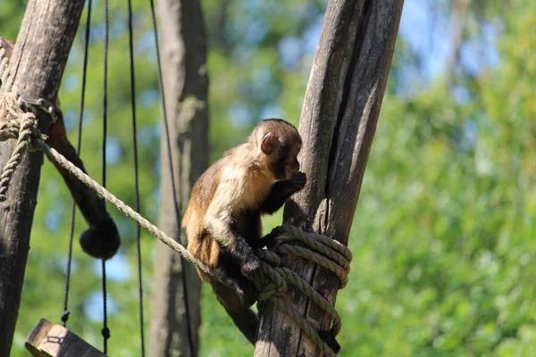 A funny monkey on the tree with ropes in the zoo