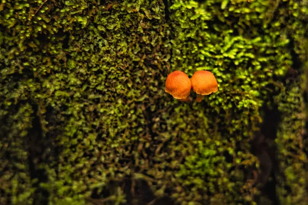 Selective Focus Shot Lycogala Epidendrum Also Known Wolf Milk Growing — Photo