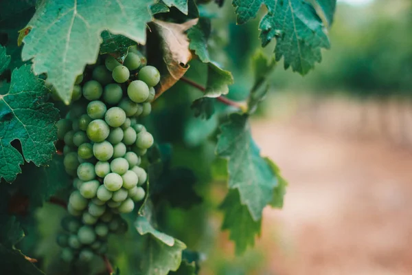 Stunning Selective Focus Shot Ripe Grape Wine Blurry Leaves — Photo