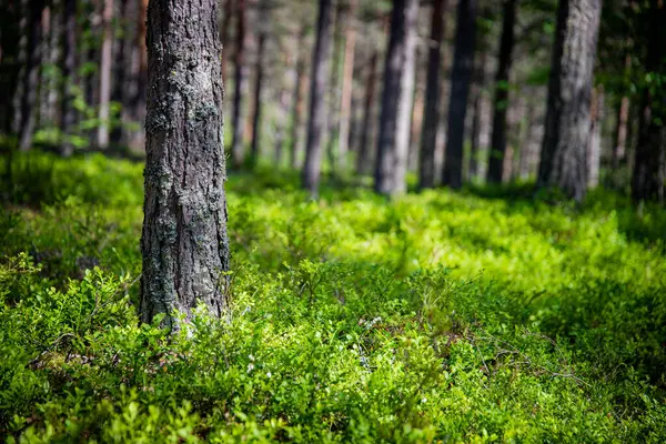 Ormanda Büyüyen Bitki Örtüsünün Yakın Çekimi — Stok fotoğraf
