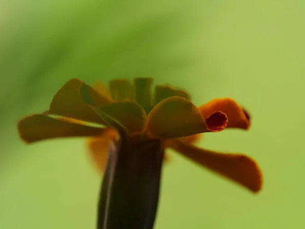 背景がぼやけているオレンジ色のマリーゴールドの花のクローズアップショット — ストック写真