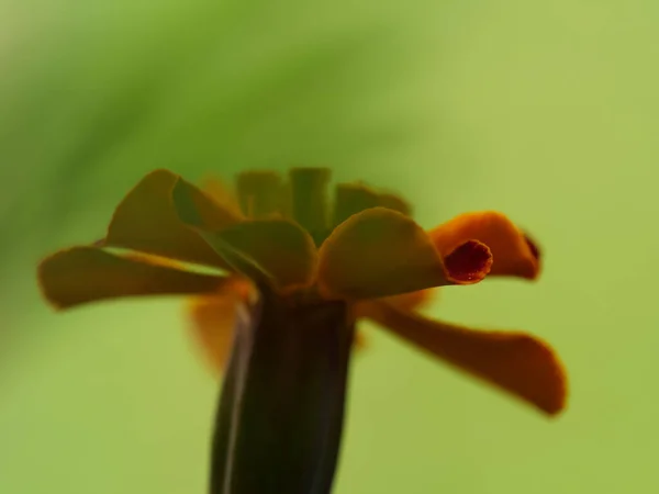 Primer Plano Una Flor Caléndula Naranja Sobre Fondo Borroso — Foto de Stock