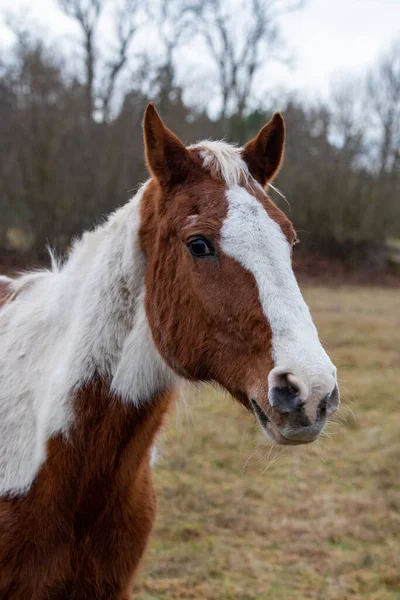 Vertical Shot White Brown Horse Pasture — Photo