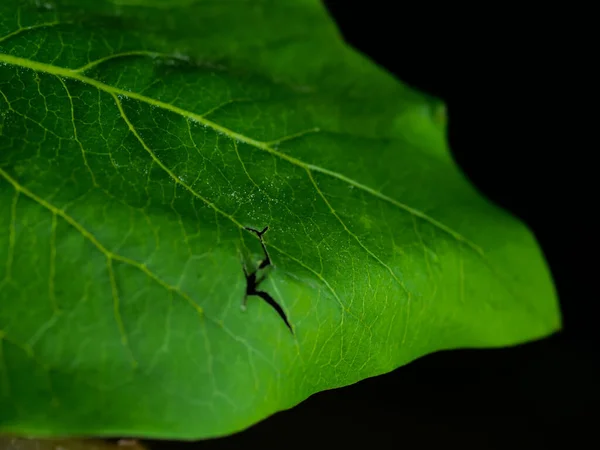 Primo Piano Dettagli Una Foglia Verde — Foto Stock