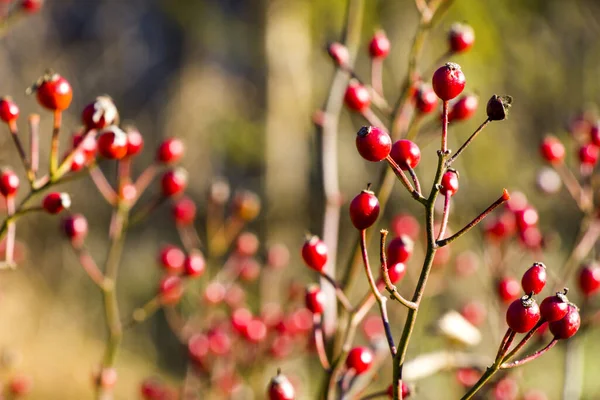 Ein Selektiver Schwerpunkt Der Weihnachtsbeeren Freien Einem Sonnigen Tag — Stockfoto