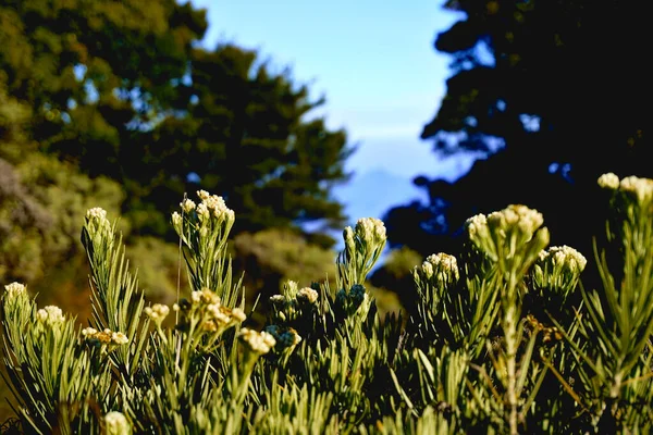 Прекрасный Вид Белые Полевые Цветы Лугу — стоковое фото