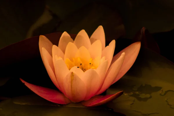 池に鮮やかなピンクの花びらを持つ美しい睡蓮のクローズアップショット — ストック写真