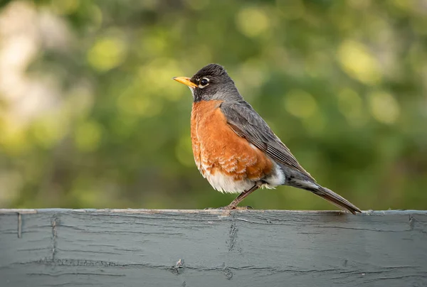 A cute American robin from the side, standing on a wooden surface with blurred background of green trees