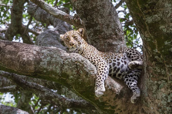 Крупный План Леопарда Лежащего Дереве После Охоты Национальном Парке Серенгети — стоковое фото