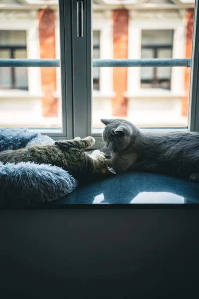 Вертикальный Снимок Двух Пушистых Кошек Играющих Друг Другом Подоконнике — стоковое фото