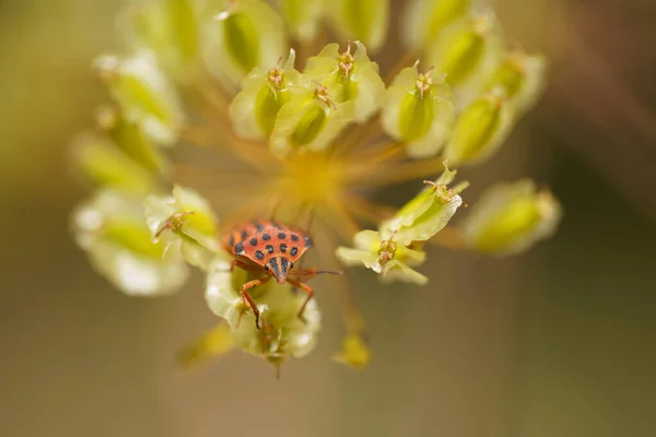 Escarabajo Mariquita Sobre Una Flor Amarilla — Foto de Stock