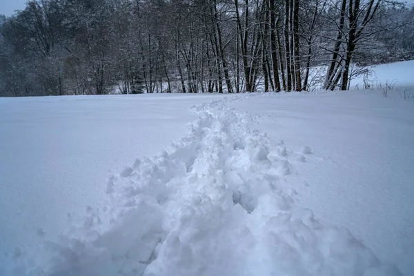Vacker Utsikt Över Ett Vinterlandskap Täckt Snö Med Träd — Stockfoto