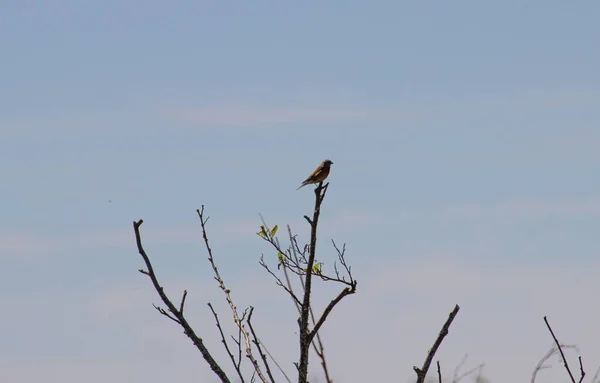 Ein Niedriger Winkelschuss Eines Vogels Auf Einem Baum — Stockfoto
