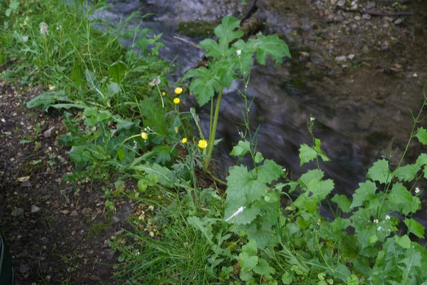 Eine Hochwinkelaufnahme Kleiner Gelber Blumen Grünen — Stockfoto