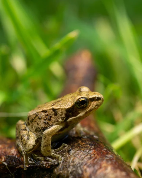 Gros Plan Une Grenouille Jaune Sur Bâton Milieu Herbe — Photo