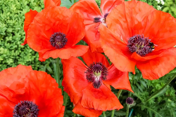 Selective Focus Shot Poppies Field Stock Photo